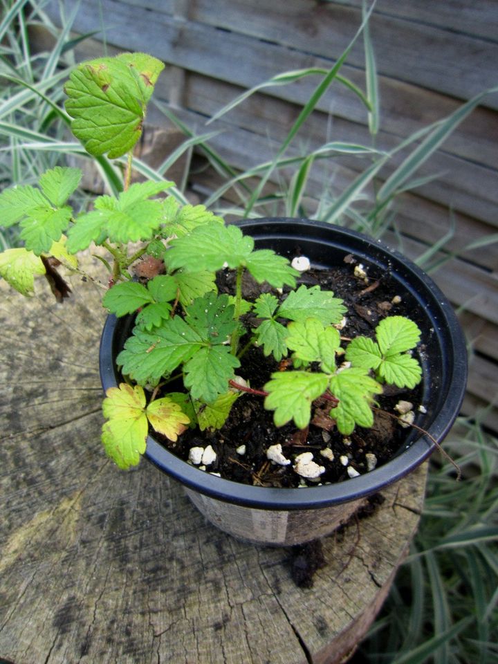 Odermennig Agrimonia eupatoria Odermenig Heilkraut Tee-Pflanze in Liebenau