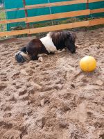 Pflegebeteiligung an Shetty Baden-Württemberg - Schramberg Vorschau