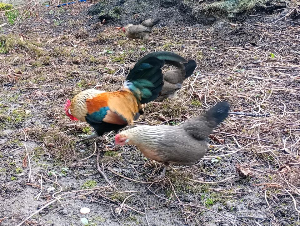 Holländische Zwerghühner Orangehalsig Brutmurmeln in Wertingen