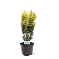 Neu: Gelbe Säulen-Eibe Taxus baccata 'David' 6-800cm Nordrhein-Westfalen - Nordkirchen Vorschau