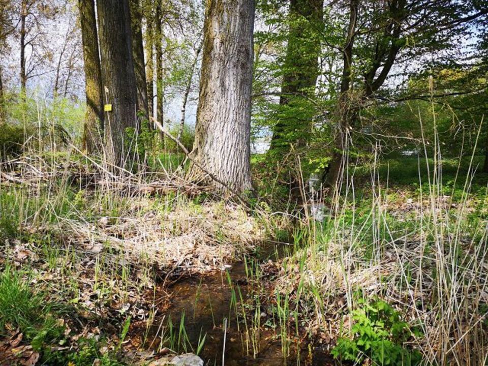 SAUGLüCK mit diesem FreizeitGrunDSTücK in Moos