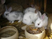 Kaninchen Riesenmix Niedersachsen - Gyhum Vorschau