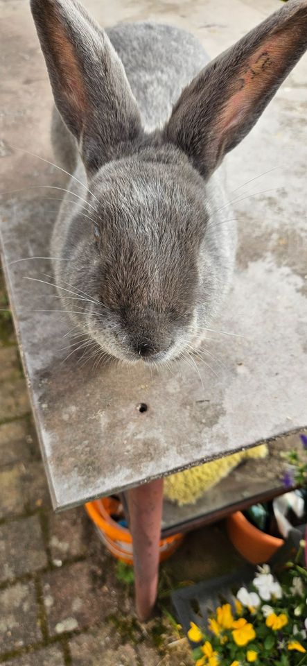 Kaninchen-Nachwuchs abzugeben in Braunschweig