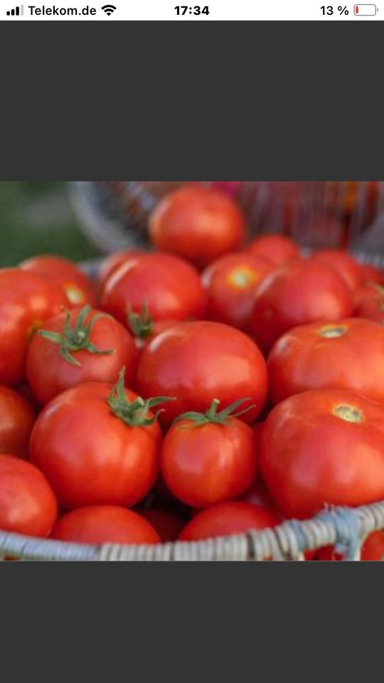 Tomaten-, Gurken-, Zucchini- und Paprikapflanzen in Neißeaue