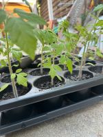 Vorgezogene Tomatenpflanzen (bio) verschiedene Sorten samenfest Bayern - Gilching Vorschau