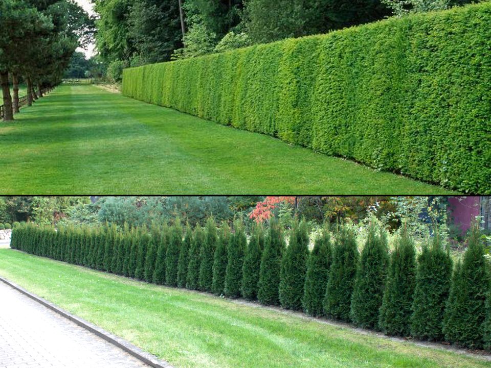 Lebensbaum Thuja occidentalis 'Smaragd' 300-350 cm | Bayernhecke in Elsendorf