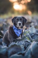 Tiershooting - Fotoshooting für Hunde, Katzen, Pferde & co. Nordrhein-Westfalen - Issum Vorschau