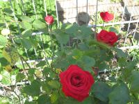 Rosen Edelrosen große Köpfe, um 100 cm groß, Versand ist möglich Nordrhein-Westfalen - Dorsten Vorschau