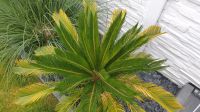 CYCAS REVOLUTA japanischer Palmfarn Sagopalme frische Wedel Hessen - Niederdorfelden Vorschau