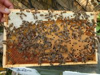 Sehr sanftmütige Bienenvölker Carnica zum Abfegen ab 59 Euro Hannover - Misburg-Anderten Vorschau