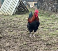 Marans Hahn im Farbschlag schwarz-kupfer Bayern - Kronach Vorschau