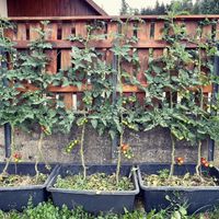 Humboldt Tomate - Humboldtii Wildtomate Freilandtomate Baden-Württemberg - Friesenheim Vorschau