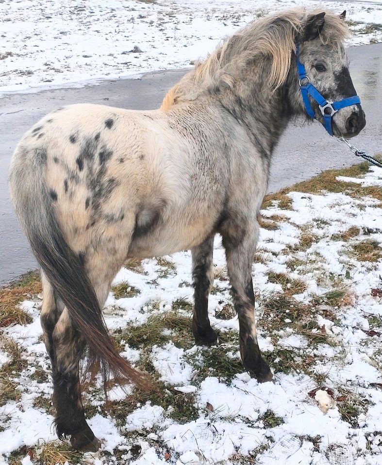 Few Spot Appaloosa Schabrack Tiger (NAS) in Ebeleben