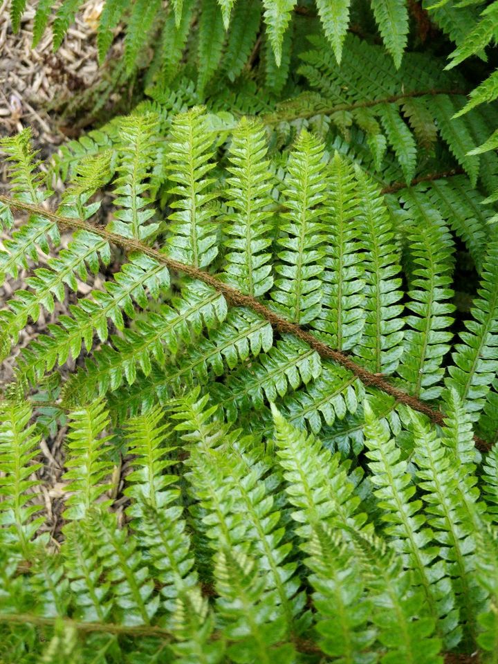 Japanischer glänzender Schildfarm Polystichum polyblepharum in Osnabrück