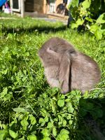 Zuckersüße Minilop Mini Lop Zwergwidder Kaninchen Zwergkaninchen Niedersachsen - Hemmingen Vorschau