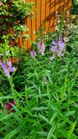 Gelenkblume Ableger! BIENENMAGNET! Niedersachsen - Syke Vorschau