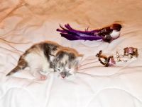 Maine Coon Katzen mit Stammbaum Bayern - Schierling Vorschau
