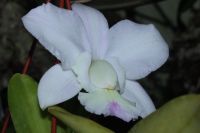 Cattleya walkeriana semi alba Orchidee Blüte Phaelanopsis Sachsen - Pegau Vorschau