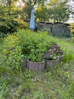 Pflanzstein aus Garten Berlin - Tegel Vorschau