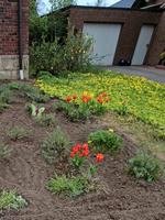 Ich suche Garten Arbeit privat Ibbenbüren - Püsselbüren Vorschau