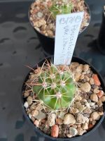 Ferocactus viridescens var. littoralis (San Telmo), junger Kaktus Nordrhein-Westfalen - Jülich Vorschau