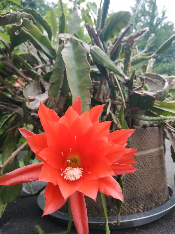 Epiphyllum oxypetalum, Königin der Nacht Kakteen weiß & rot in Flein