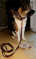 Hundeleine und Hundehalsband aus Biothane für große Hunde  Dortmund - Scharnhorst Vorschau