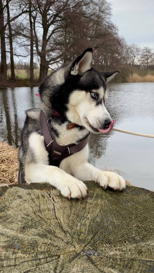 Husky sucht Zuhause für immer! in Augsburg