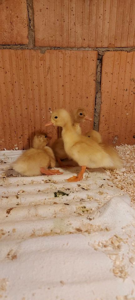 Aylesbury Enten Küken in Otterberg