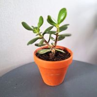 Grassula, Geldbaum für Zimmer, Decopflanze Berlin - Spandau Vorschau