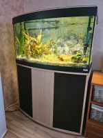 Panorama Aquarium 180 Liter Brandenburg - Schwielochsee Vorschau