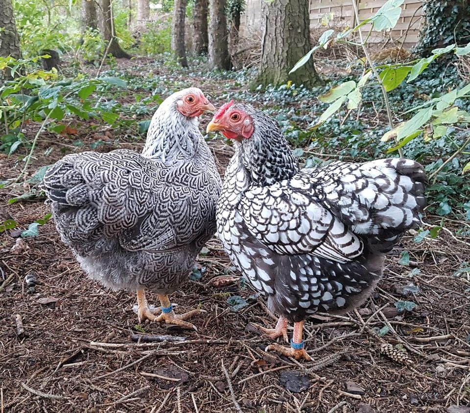 10 Bruteier Zwergwyandotten bunt Zwerg Wyandotten Huhn Ei Eier in Nordholz