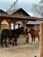 Einstellplatz, Paddock, Offenstallplatz für Isländer Bayern - Berg Vorschau