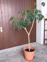 Grünpflanze - Schefflera arboricola Baden-Württemberg - Öhningen Vorschau