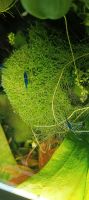 Korallen Moos Aquarium Pflanze Nordrhein-Westfalen - Versmold Vorschau