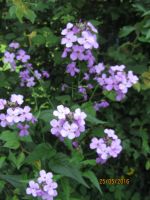 duftende Nachtviole - Hesperis matronalis Bayern - Ingolstadt Vorschau