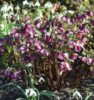 Christrose Pretty Ellen Red - Helleborus orientalis Niedersachsen - Bad Zwischenahn Vorschau