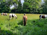 Bewegungs Offenstall Schleswig-Holstein - Norderstedt Vorschau