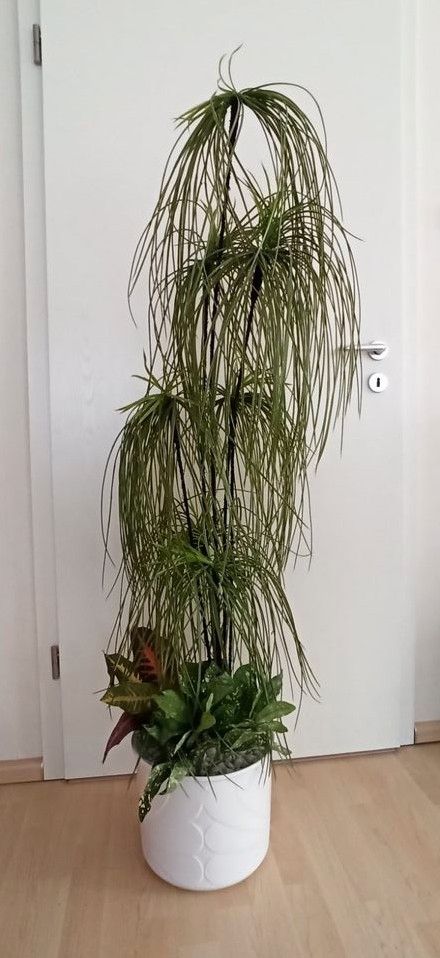 künstliche Pflanze Drachenbaum + Blattpflanze Höhe 140 cm in Wittgensdorf