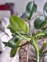 Philodendron Rugosum Ableger Nordrhein-Westfalen - Herten Vorschau