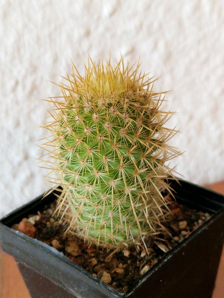 Mammilaria eriacantha in Saarbrücken