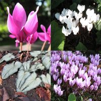 20 Samen Alpenveilchen Cyclamen hederifolium Mischung Baden-Württemberg - Singen Vorschau