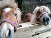 Pflegebeteiligung für unsere Ponys Baden-Württemberg - Auenwald Vorschau