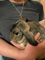 Kaninchen suchen einen neuen Mörchengeber Nordrhein-Westfalen - Rahden Vorschau