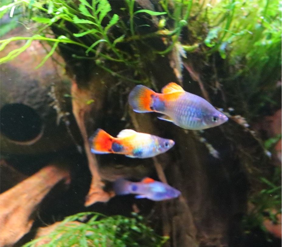 Platy "Blue Butterfly  Micky Mouse" Xiphophorus maculatus in Geseke
