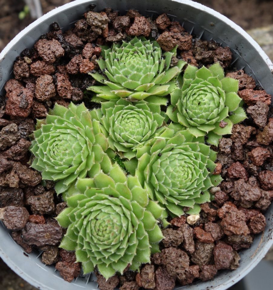 Sukkulente: Sempervivum-Arrangement, mehrere Exemplare pro Topf in Koblenz