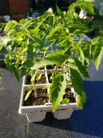 Tomaten Pflanzen 6 Stücken 3€ bio Köln - Porz Vorschau