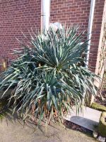 Riesen Yucca Palmen Garten XXL Nordrhein-Westfalen - Vreden Vorschau