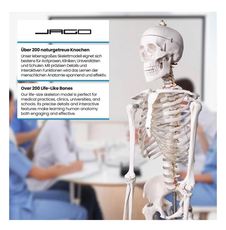 Menschliches Anatomie Skelett 181,5cm ORIGINAL VERPACKT!!! in Hainburg