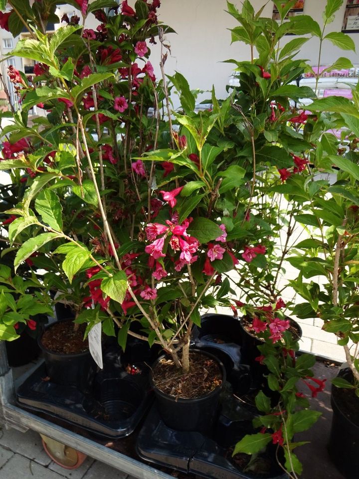 Weigela Weigelie Bristol Ruby Red Prince Rosa Variegata rot weiß in Bad Schmiedeberg